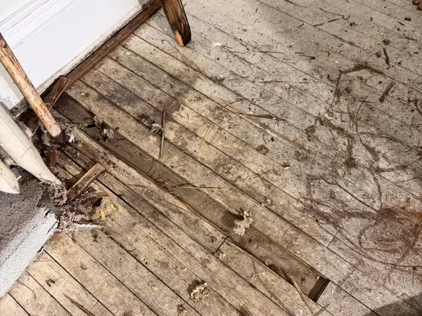 Water-damaged floorboards opened near the baseboard in an older Corona home